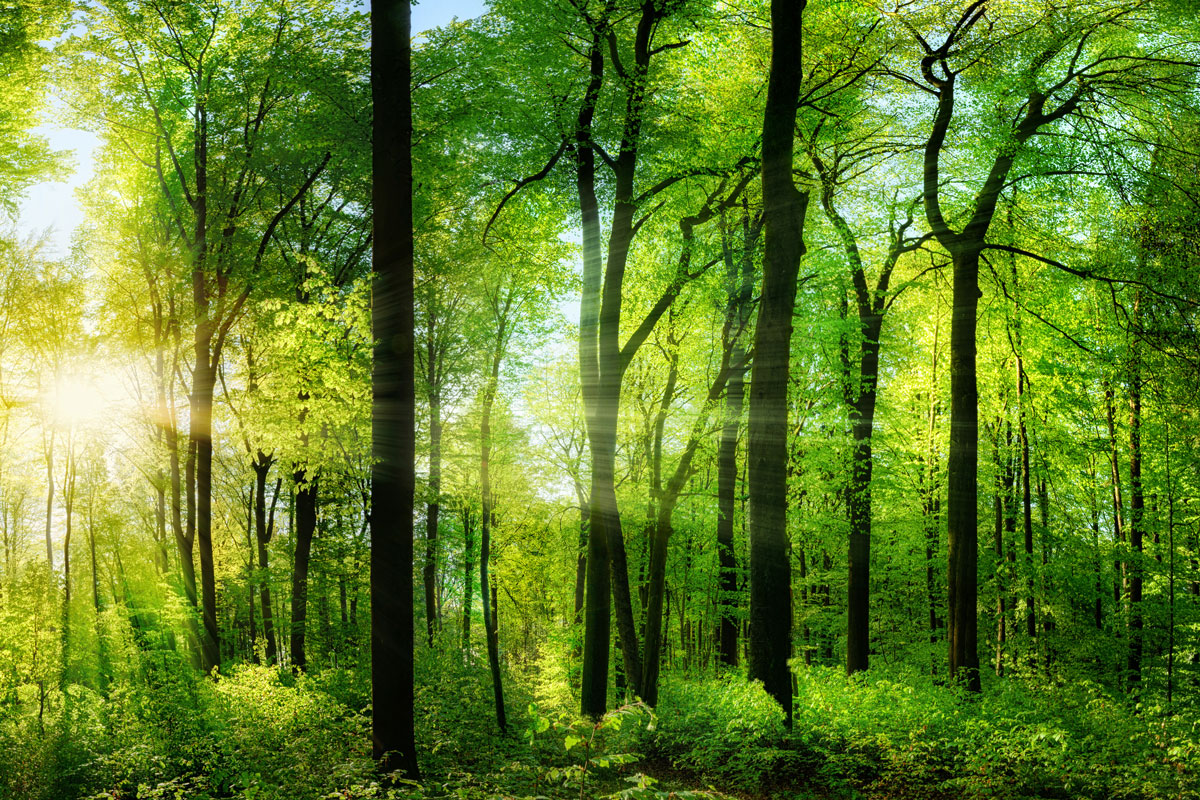 hallbart-background-1200×800